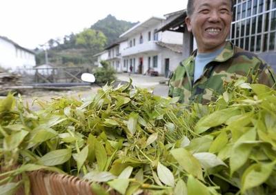 深山酿蜜，甜遍全国——小山村里的“甜蜜”致富经